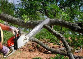 Best Hedge Trimming  in Divernon, IL